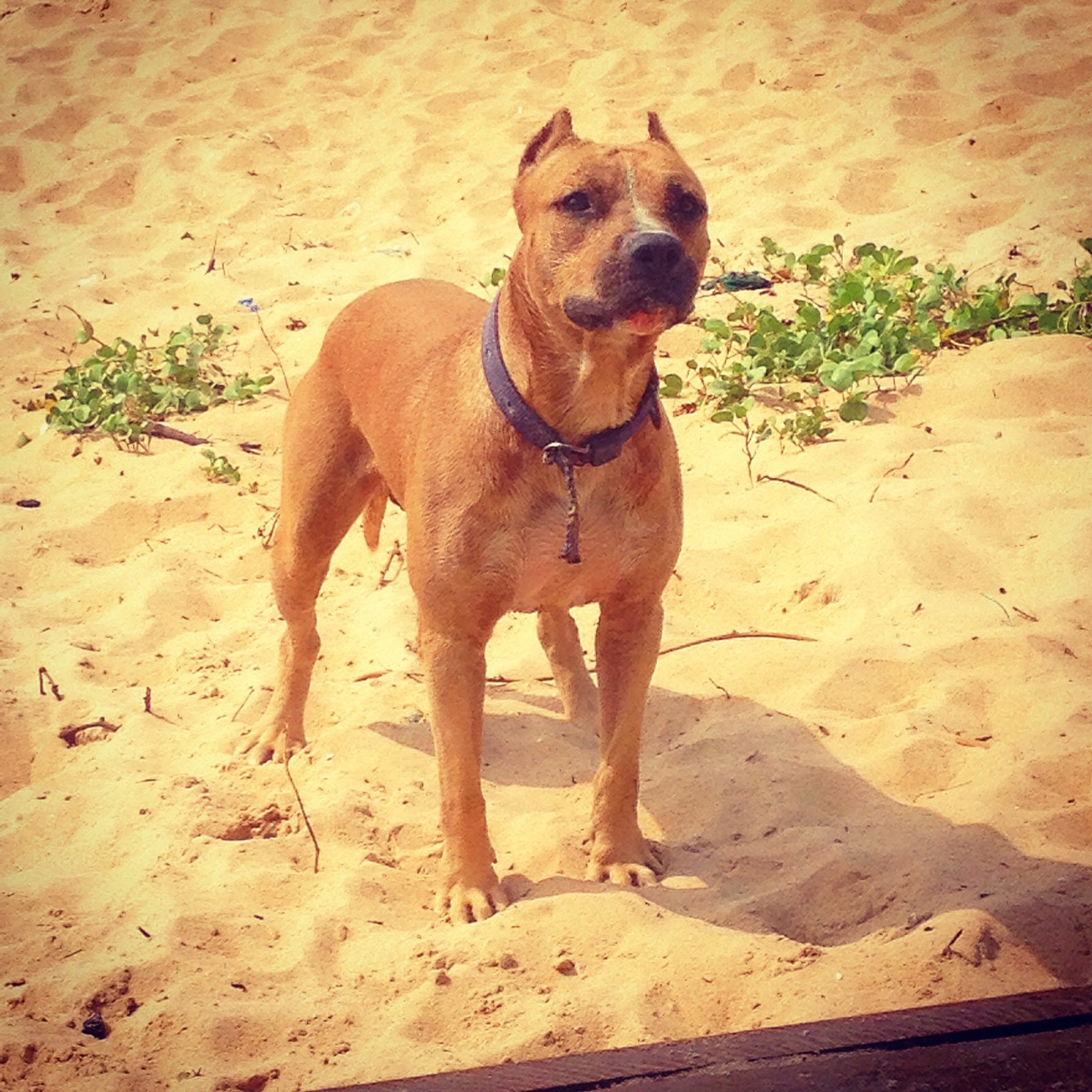 Furventures - Pet Adventures & Events - Photo 55